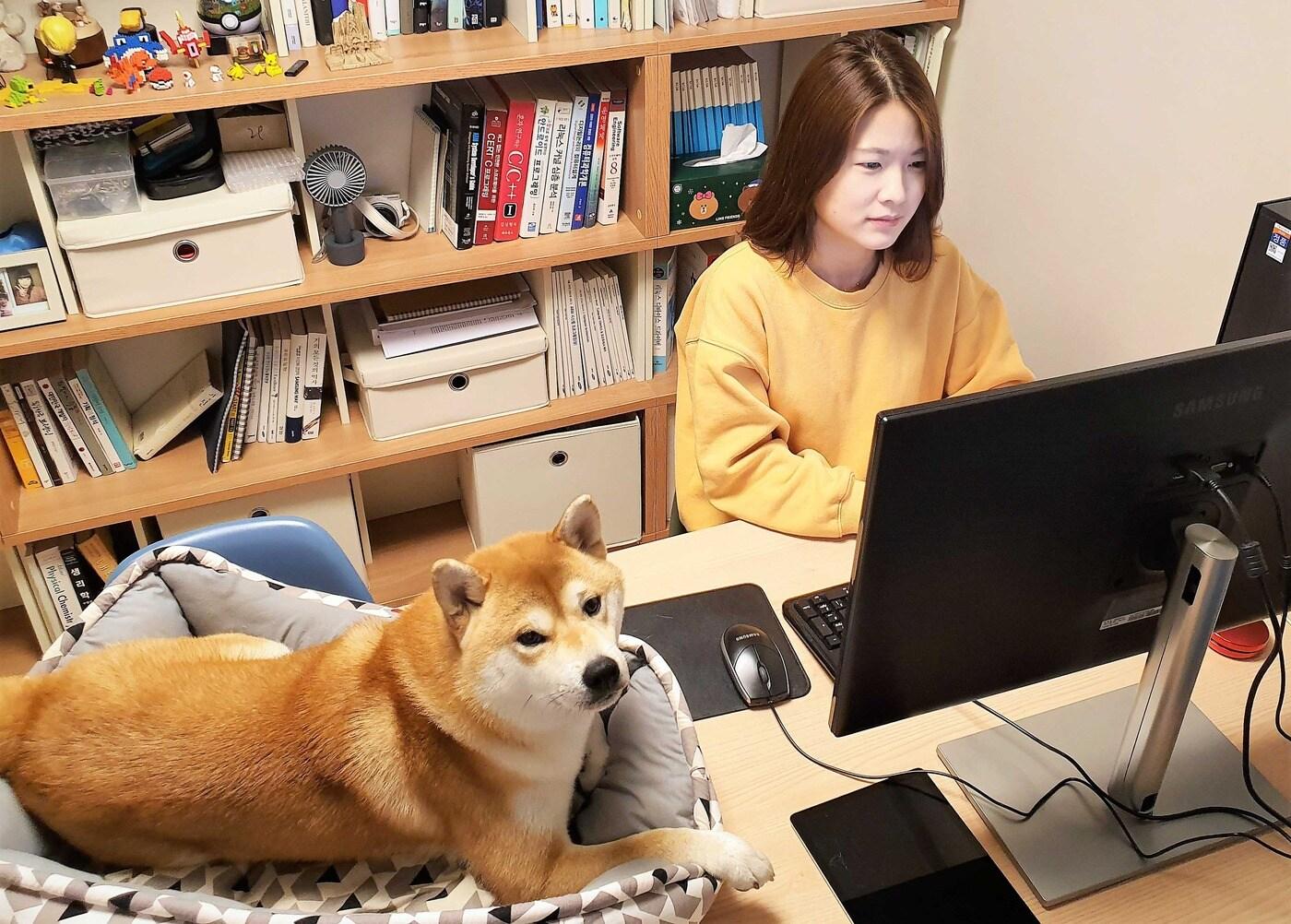 본문 이미지 - 반려견과 함께 재택근무를 하며 ‘네이트온’ 온라인 협업툴을 사용하고 있다. ⓒ 뉴스1