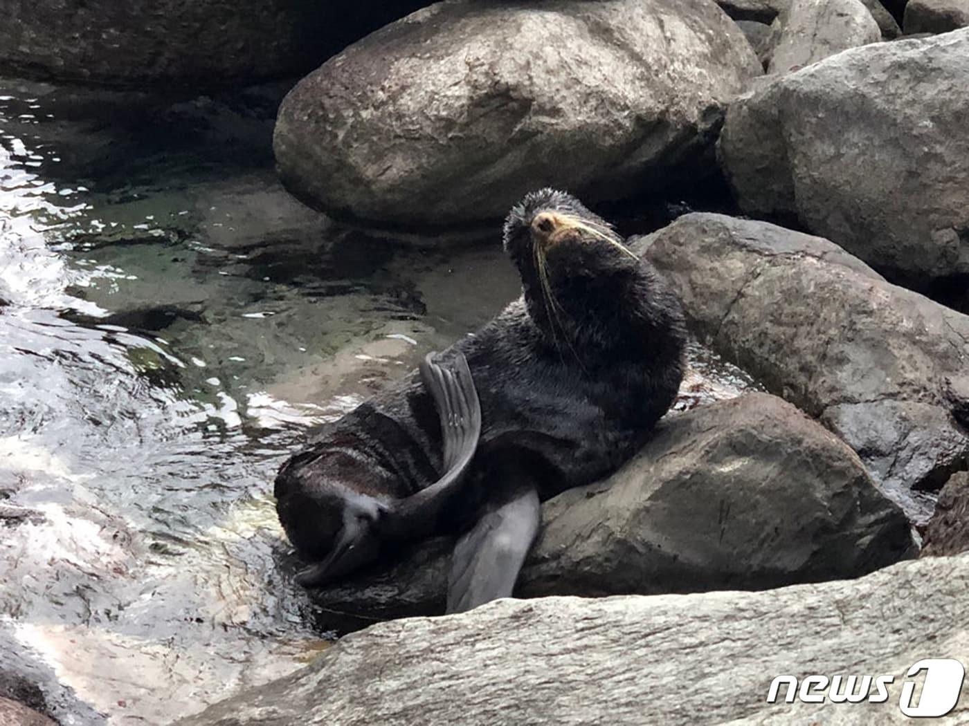 본문 이미지 - 환경부 지정 멸종위기야생동물 2급인 물개가 9일 오후 울릉도 북면 선녀탕 해안가에서 발견됐다. 2020.3.9/뉴스1
