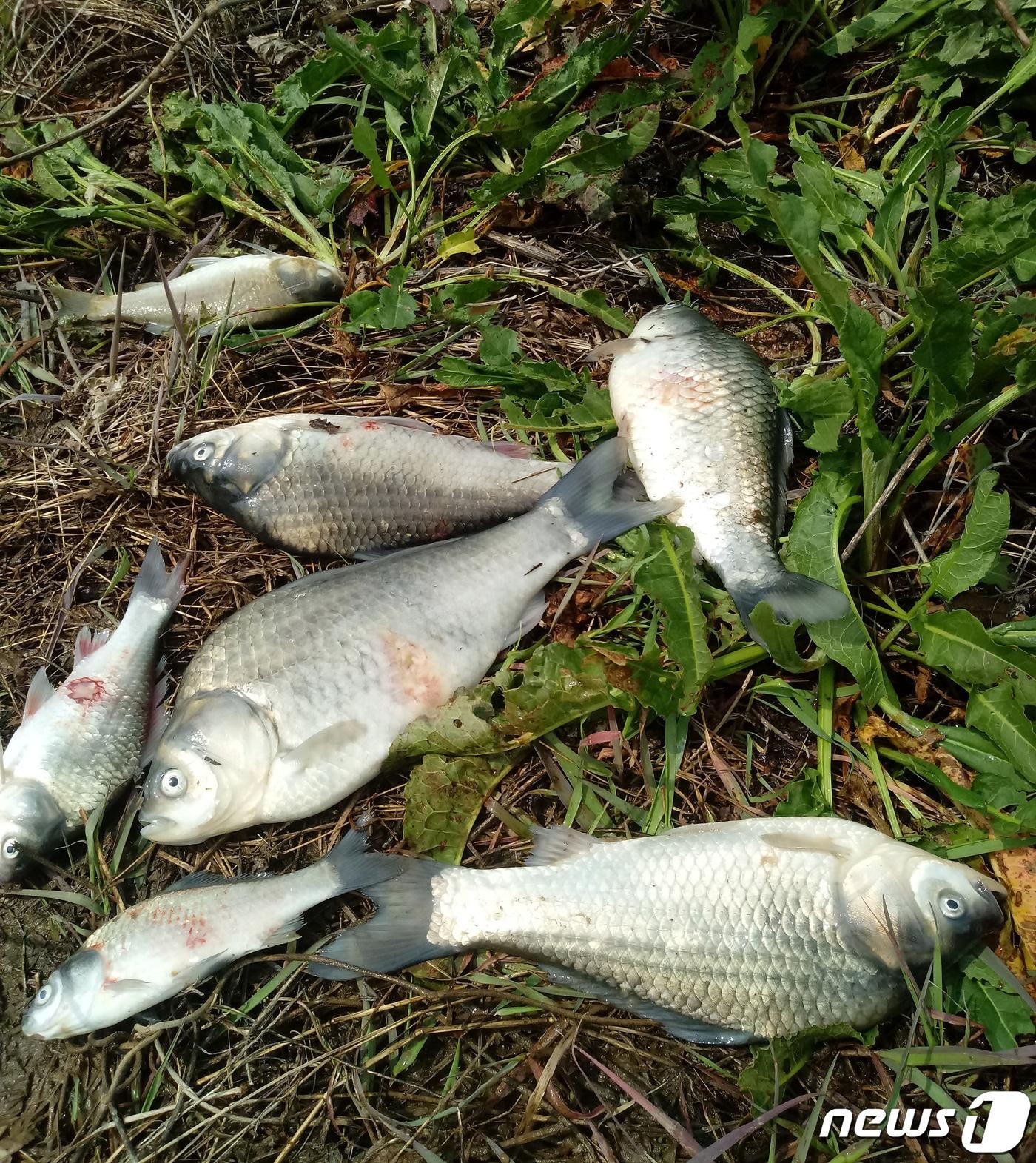 본문 이미지 - 지난 12일 오전 전남 나주 봉황면 만봉저수지에서 건져올린 폐사 붕어들. 최대 30㎝가 넘는 크기의 붕어도 있다. 2020.4.12/뉴스1 ⓒ News1 박영래 기자