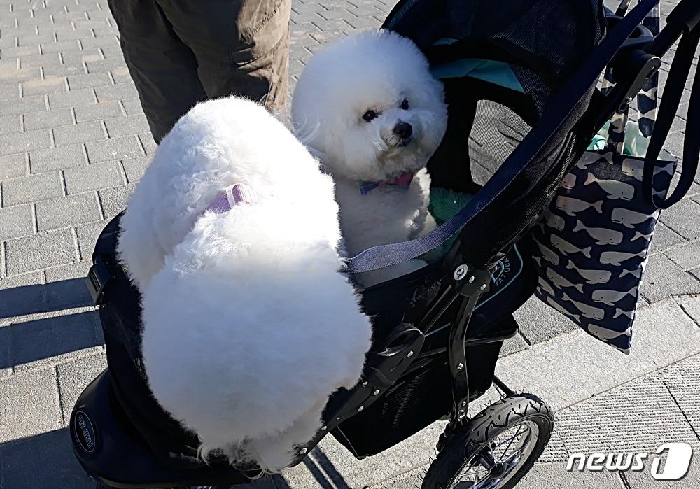 본문 이미지 - 광고 촬영에 참여한 비숑프리제 강아지들. 왼쪽이 여름이, 오른쪽이 뿌숑. ⓒ 뉴스1 최서윤 기자