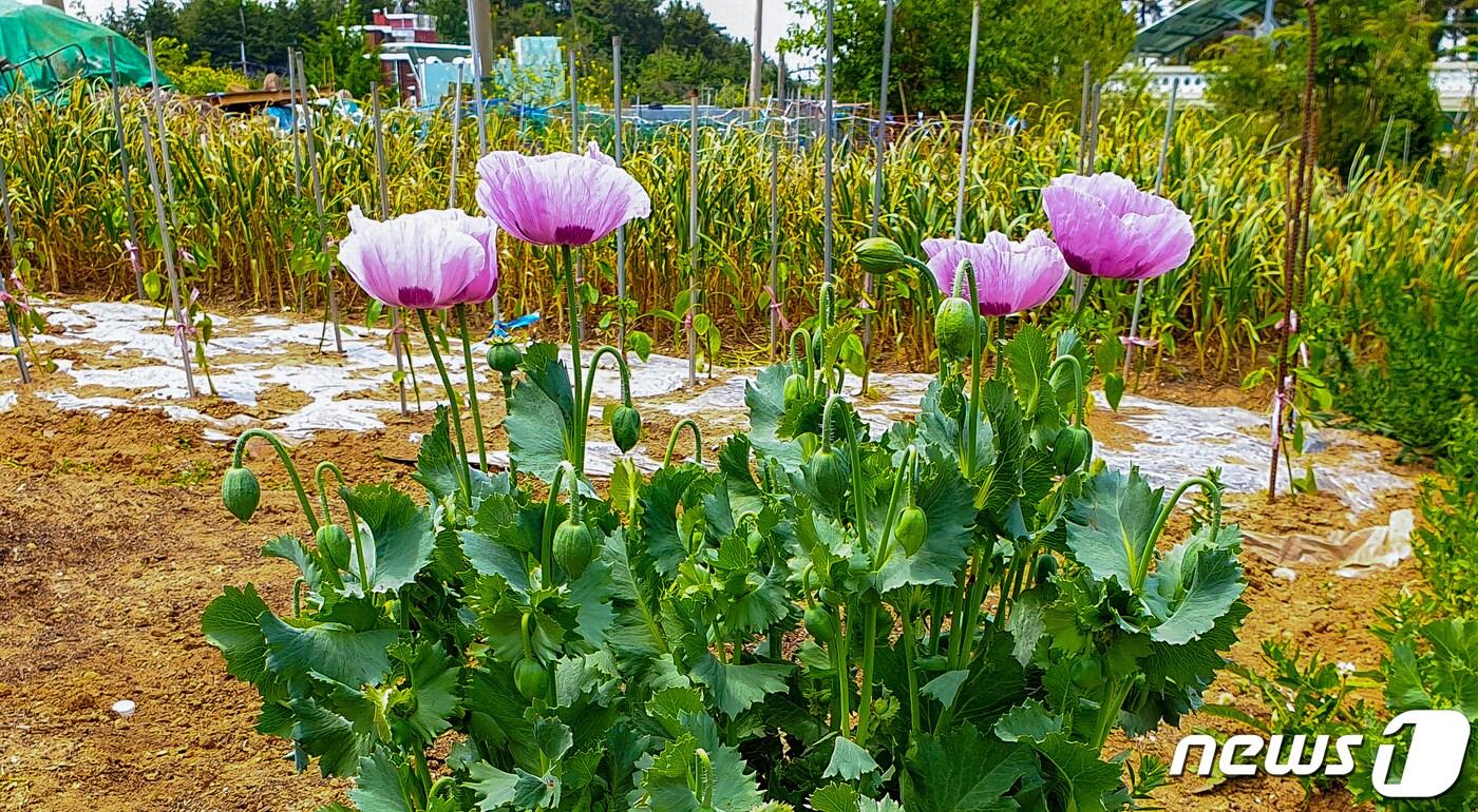 본문 이미지 - 밭에 심어진 양귀비/뉴스1  DB