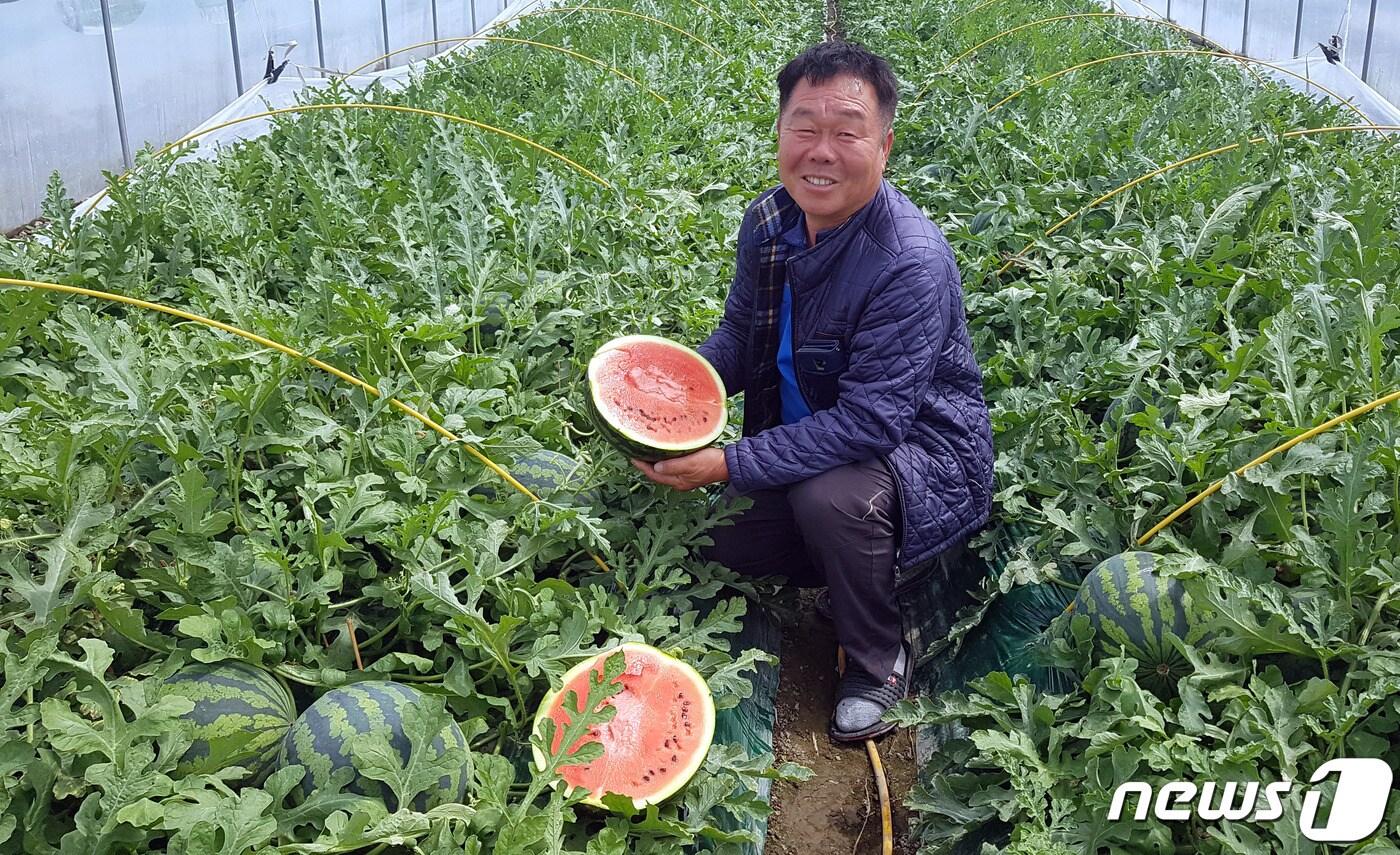본문 이미지 - 고령 우곡 수박이 첫 출하됐다. 14일 봉산1리 박해동씨가 수박을 수확하고 있다. (고령군제공)2020.4.14/ ⓒ 뉴스1