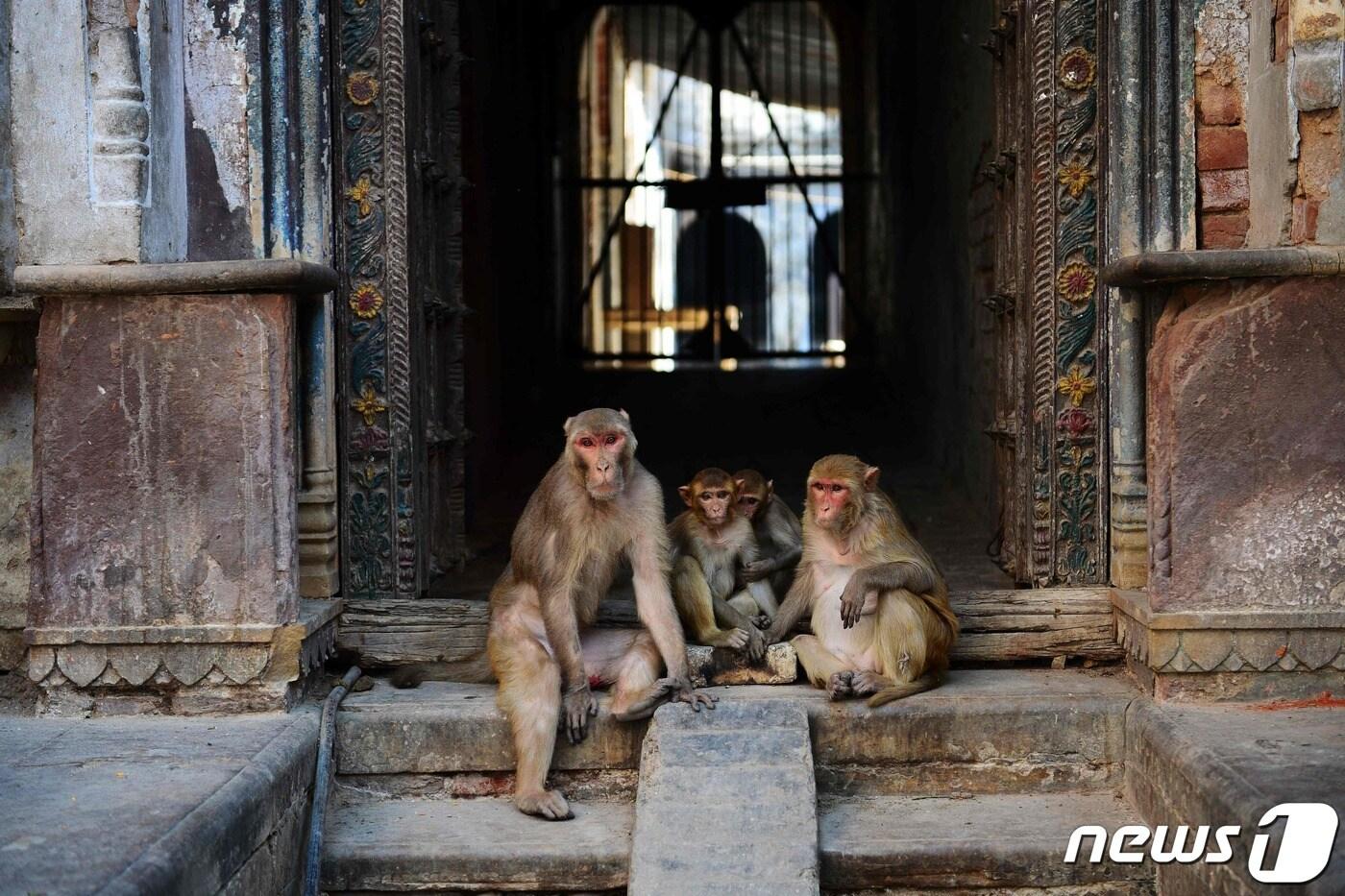 인도원숭이 자료사진 ⓒ AFP=뉴스1 ⓒ News1 이종덕 기자