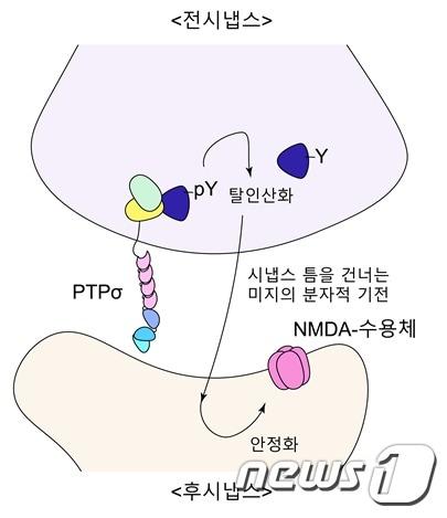 본문 이미지 - PTP 단백질에 의한 NMDA 수용체 기능 조절(IBS 제공)ⓒ 뉴스1