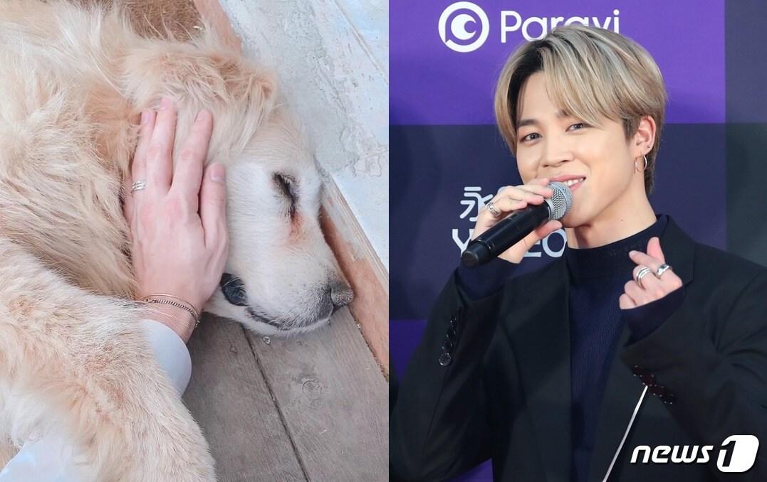 본문 이미지 - 방탄소년단 공식 트위터에 올라온 강아지와 멤버 지민. 왼쪽은 트위터, 오른쪽은 뉴스1 자료사진 ⓒ 뉴스1