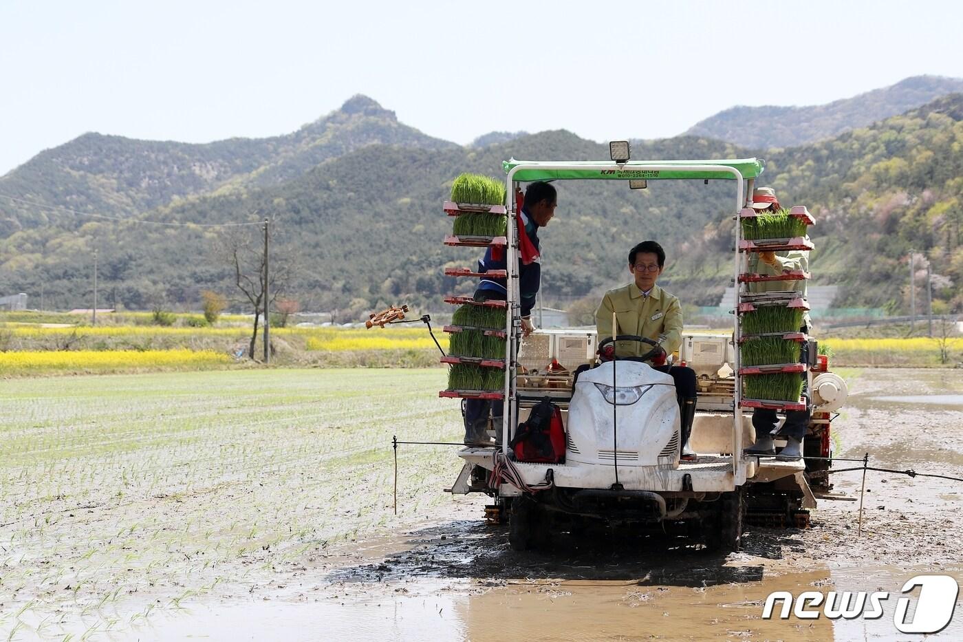 본문 이미지 - 전북 고창군의 첫 모내기가 24일 오전 부안면 이강묵씨 농가에서 진행됐다. 유기상 군수가 이앙기를 이용해 모내기를 하고 있다. /ⓒ 뉴스1