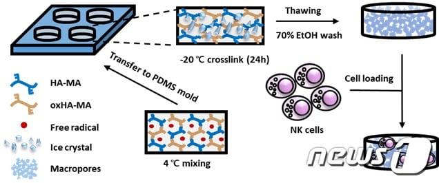 본문 이미지 - 3차원 다공성 구조를 가진 히알루론산(hyaluronic acid) 기반의 세포배양 스캐폴드(3D-ENHANCE) 제작 과정(한국생명공학연구원 제공)ⓒ 뉴스1