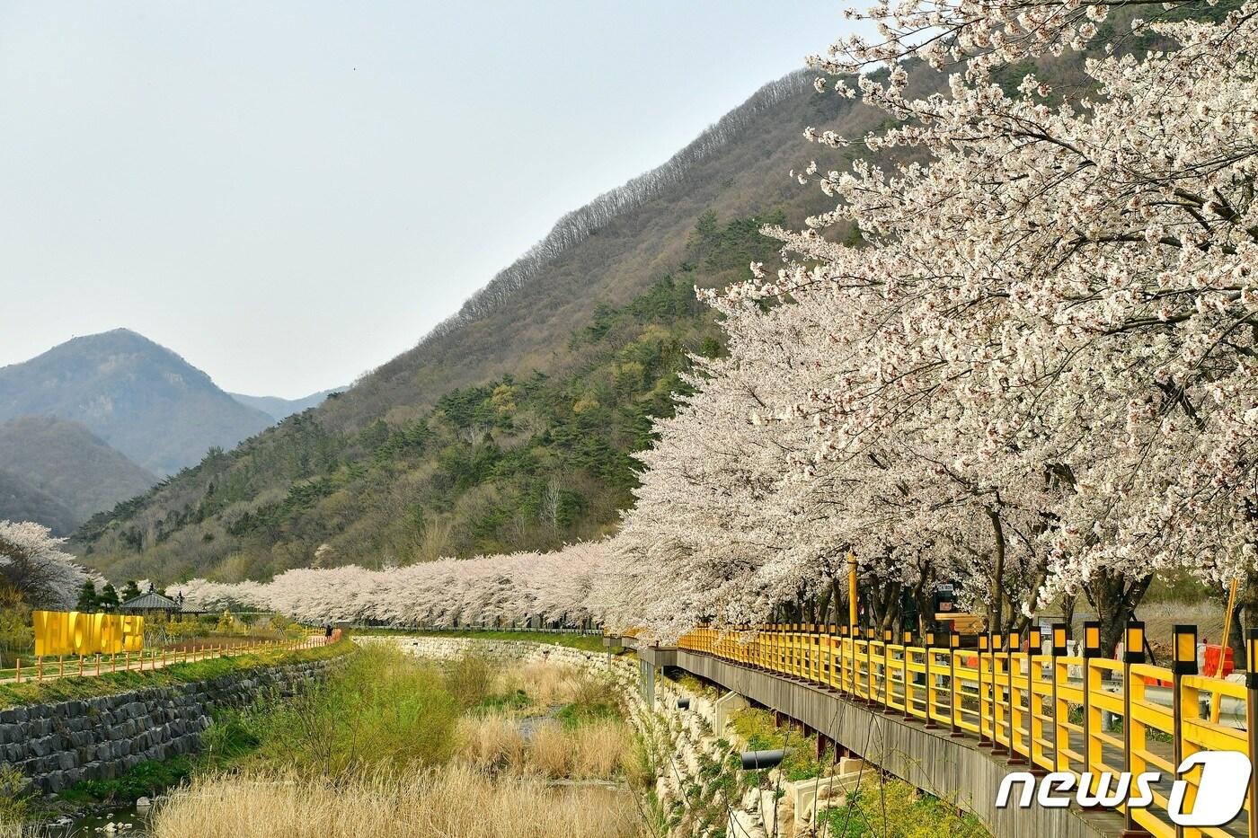 본문 이미지 - 천년고찰인 전남 장성 백양사 진입로의 벚꽃이 8일 활짝 피었다.(장성군 제공)2020.4.8/뉴스1 ⓒ News1