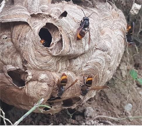 본문 이미지 - 등검은말벌 (사진=농촌진흥청) ⓒ 뉴스1