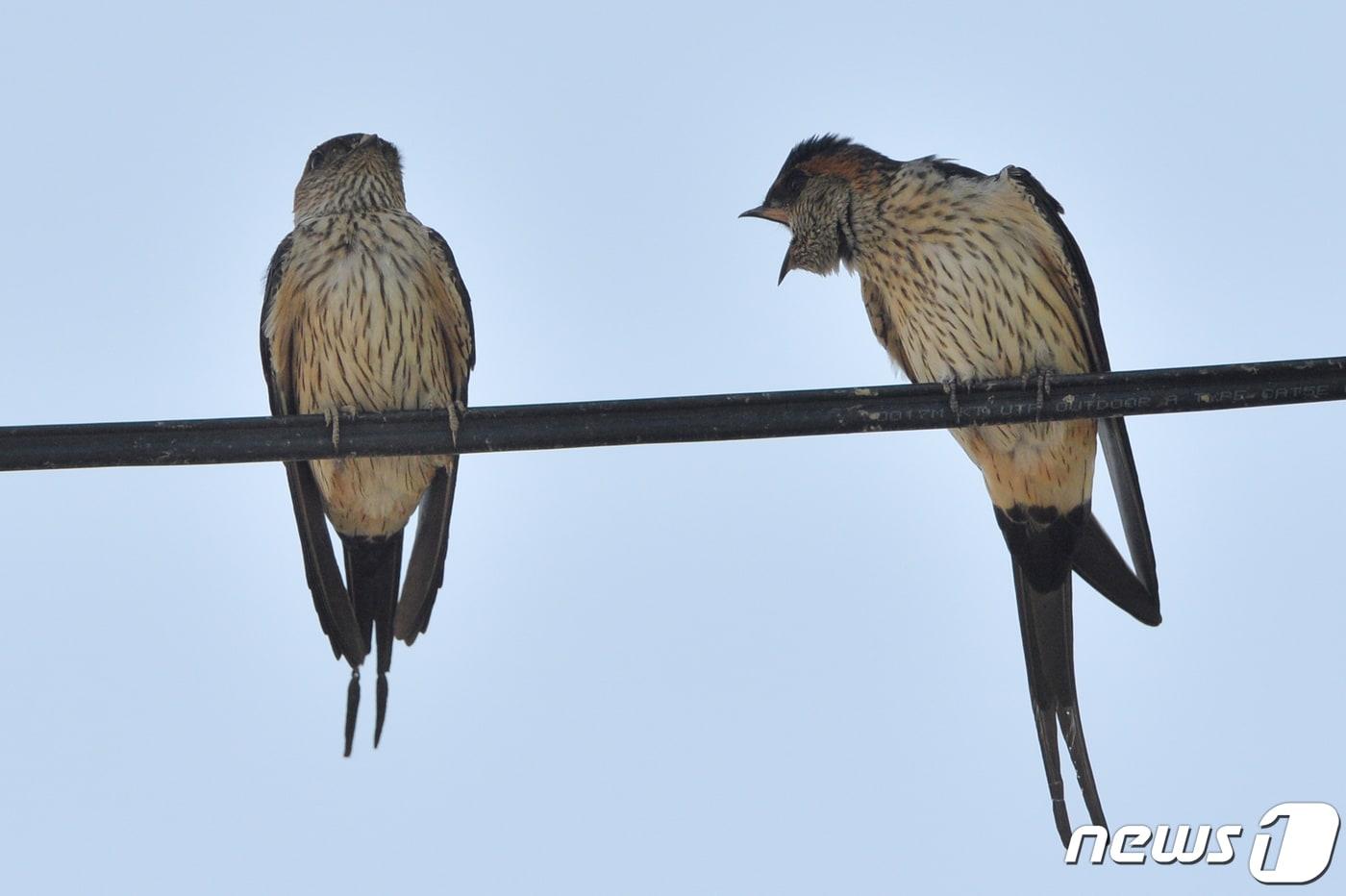 본문 이미지 - 여름새인 귀제비 한쌍이 11일 오후 경북 포항시 북구 기북면 주택 인근 전깃줄에서 앉아 대화를 나누고 있다. 귀제비는 일반 제비와는 달리 멸종위기 관심대상종으로 일반 제비와는 색깔부터 확연한 차이를 난다. 제비와는 달리 진흙과 짚을 사용해서 터널 모양의 둥지를 튼다. 2020.5.11/뉴스1 ⓒ News1 최창호 기자