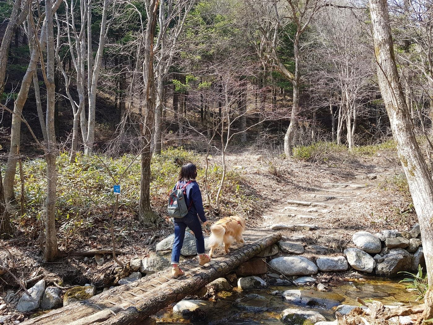 본문 이미지 - 강원 강릉의 바우길 1코스 선자령 풍차길 초입에 놓인 숲속 계곡 위 나무다리