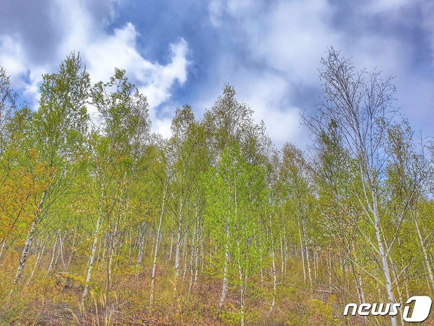 본문 이미지 - 27일 충북 음성군은 주민이 쾌적한 공간에서 쉴 수 있게 숲 조성을 추진한다고 밝혔다. 사진은 음성군 원통산 자작나무 숲.(뉴스1 DB)2021.10.27/ⓒ 뉴스1