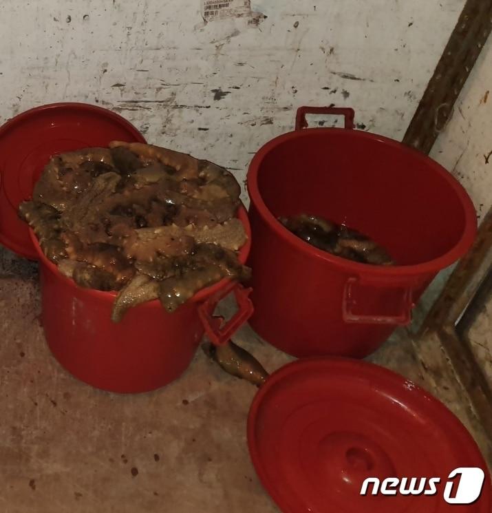 본문 이미지 - 잠수장비를 이용해 불법으로 포획한 해삼. /ⓒ 뉴스1