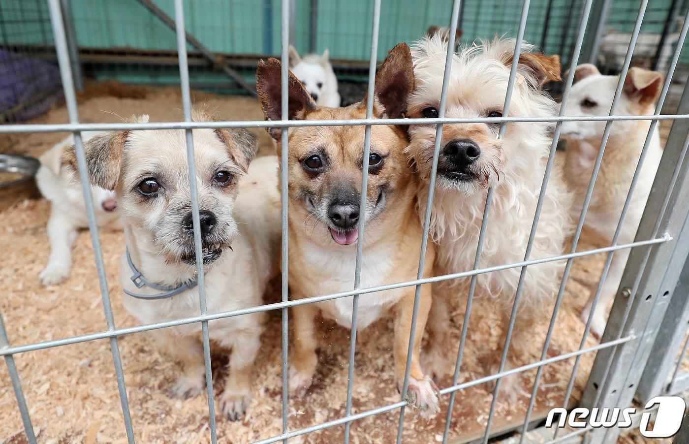 경기도 한 사설동물보호소의 유기유실견들. 해당 기사와 관련 없음. ⓒ News1 김진환 기자