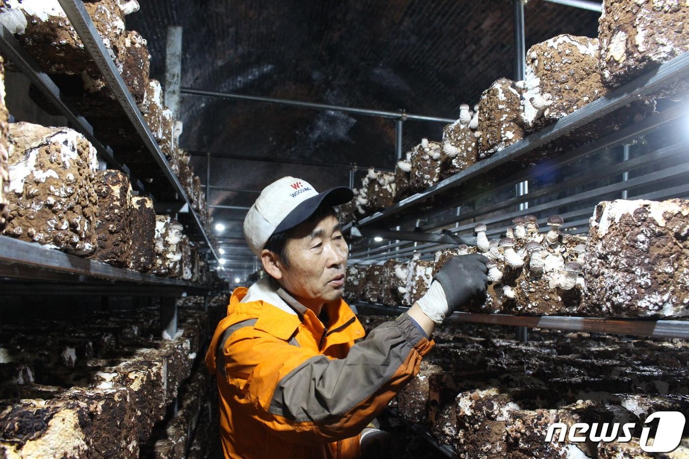 충북 옥천감영농조합법인 김건호 대표가 경부선철도 폐터널을 활용한 황토토굴에서 표고버섯 배지를 살펴보고 있다. ⓒ 뉴스1
