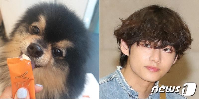 본문 이미지 - 방탄소년단 '뷔'의 반려견 연탄이(골드로니 제공)와 뷔. 뉴스1 자료사진 ⓒ 뉴스1