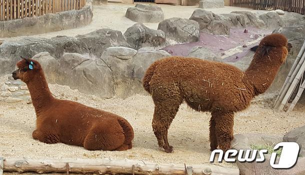 본문 이미지 - 알파카. 사진 서울시설공단 ⓒ 뉴스1