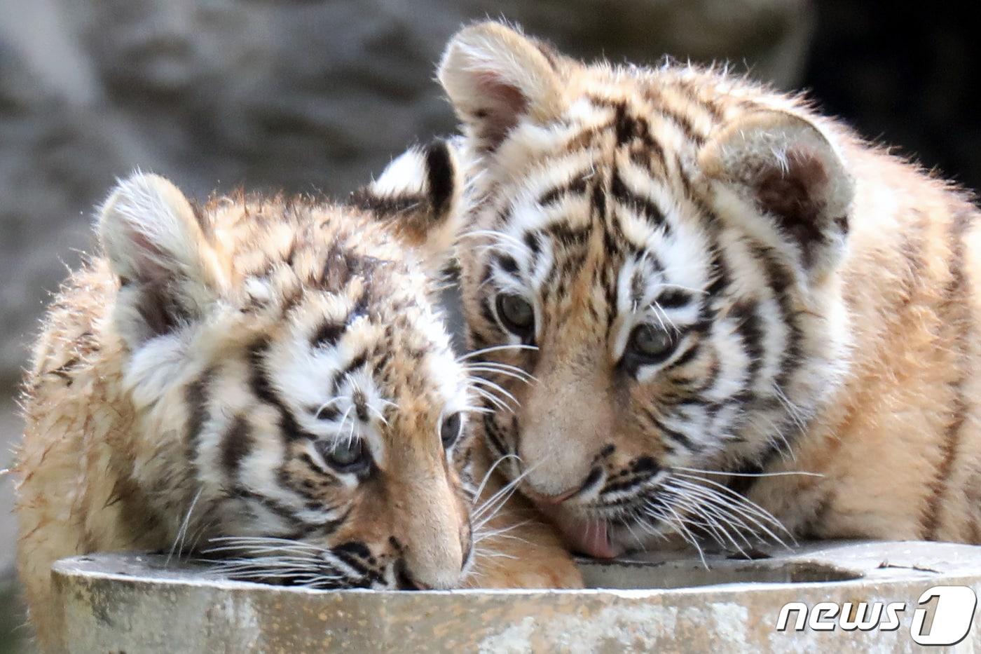 에버랜드에서 아기 한국 호랑이 남매가 장난을 치며 놀고 있다. ⓒ News1 조태형 기자