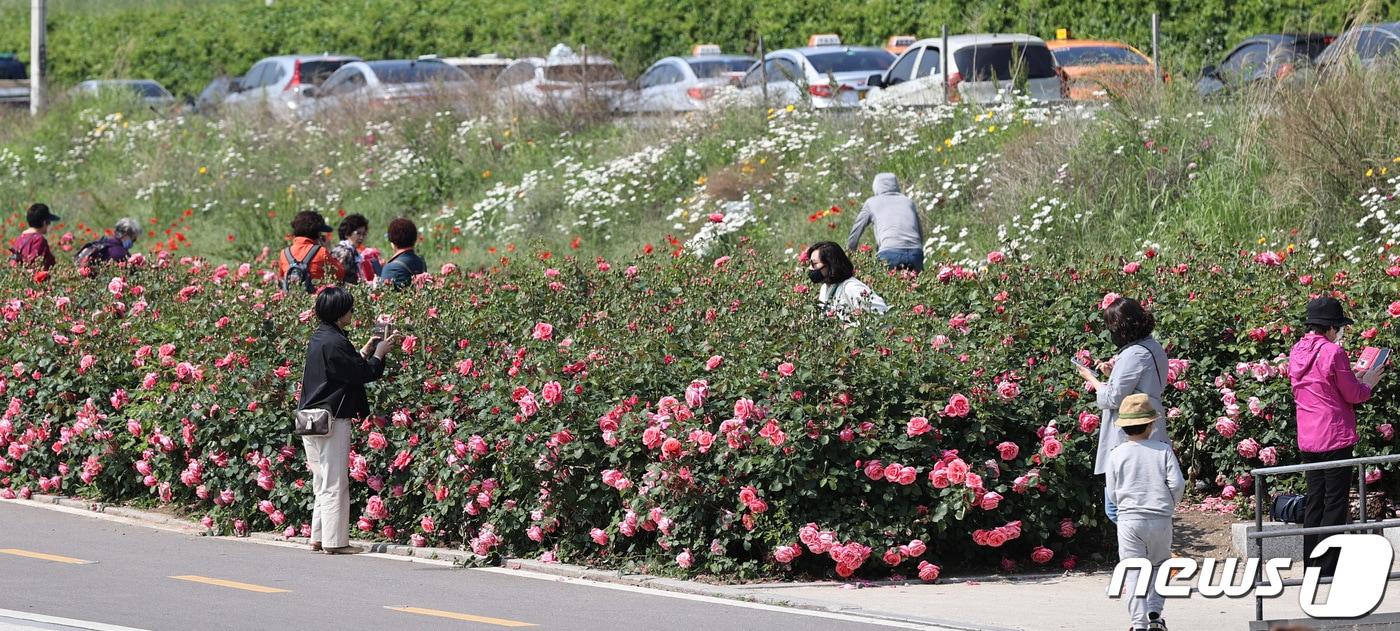본문 이미지 - 21일 오후 서울 중랑천을 찾은 시민들이 활짝 핀 장미꽃을 감상하고 있다. 2020.5.21 ⓒ 뉴스1 박지혜 기자