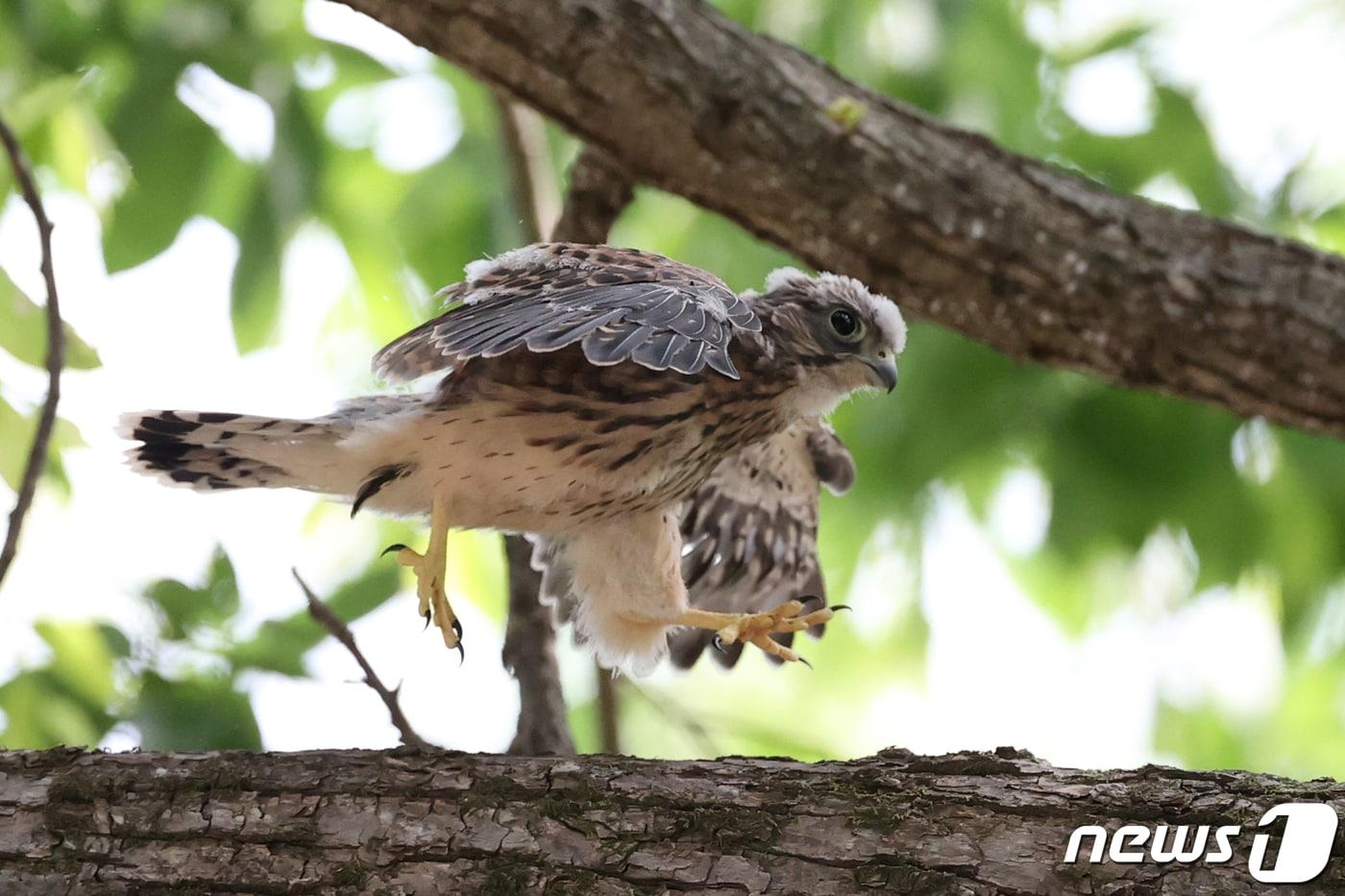 22일 오전 천연기념물 323-8호인 황조롱이 유조(어린새) 한마리가 경북 영천시 화북면 좌천리 오리 장림 숲에 있는 둥지에서 떠날 준비를 하고 있다. 2020.5.22/뉴스1 ⓒ News1 최창호 기자