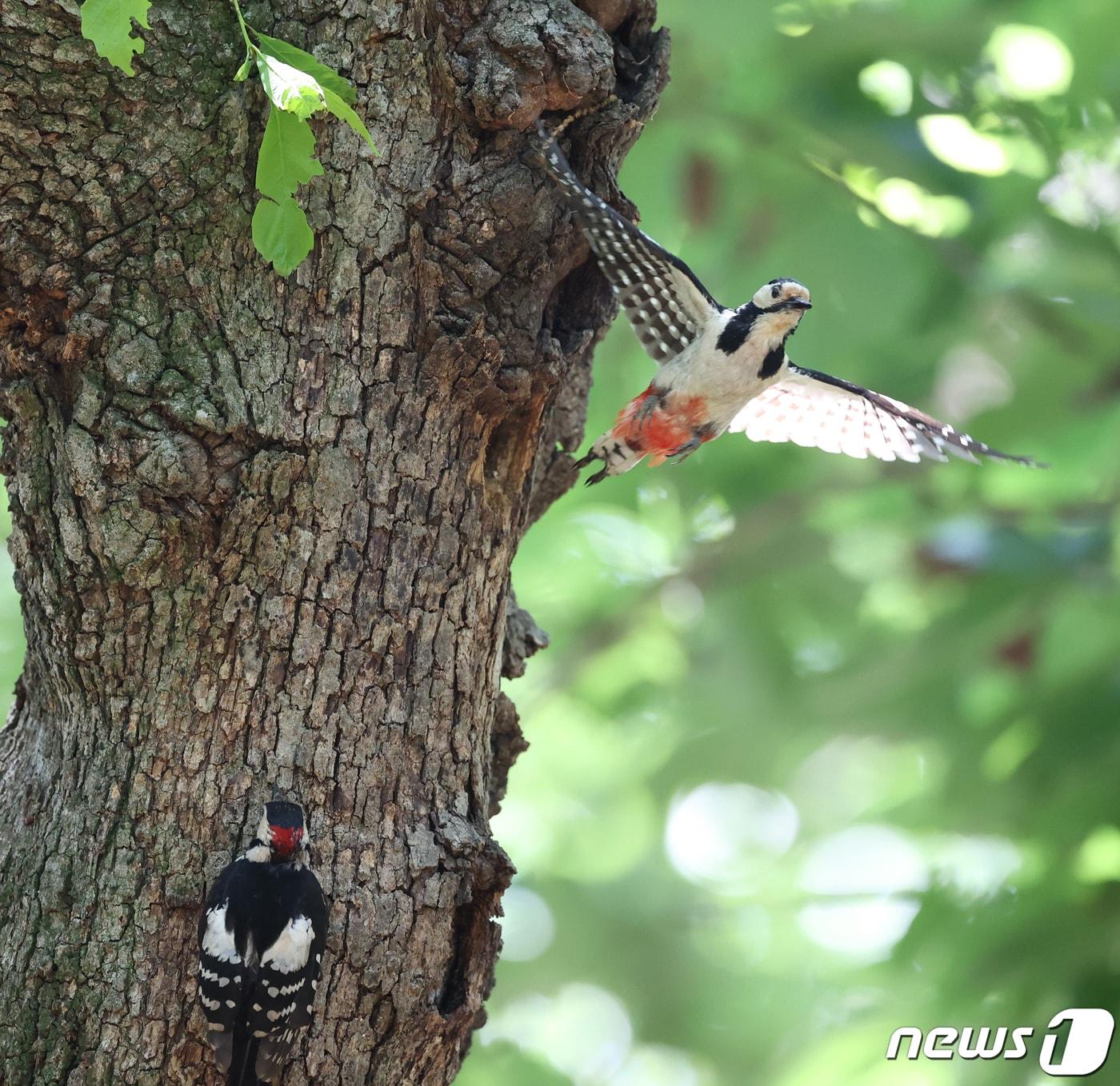 본문 이미지 - 경북 경주시 황성공원 숲 속 나무에 둥지를 튼 멸종위기 관심대상인 오색딱따구리 한쌍이 23일 오전 새끼들에게 연신 먹잇감을 물어다 나르고 있다. 오색딱따구리는 5~7월 사이 4~7개의 알을 낳고 부화한지 20여일만에 둥지를 떠난다. 2020.5.23/뉴스1 ⓒ News1 최창호 기자