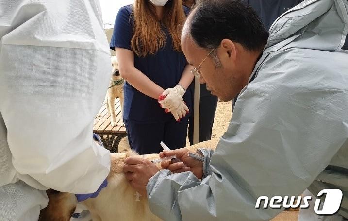 본문 이미지 - 한병진 수의사가 24일 유기견들에게 예방주사를 놓고 있다. ⓒ 뉴스1