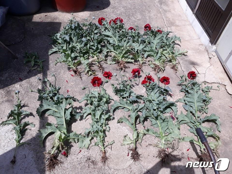 본문 이미지 - 전북 부안해양경찰서는 부안군 진서면 곰소항 인근 텃밭에서 마약의 원료가 되는 양귀비를 몰래 재배해 온 A씨 등 일당 20명을 적발했다고 27일 밝혔다. 해경이 압수한 양귀비.(사진제공 부안해경) ⓒ 뉴스1