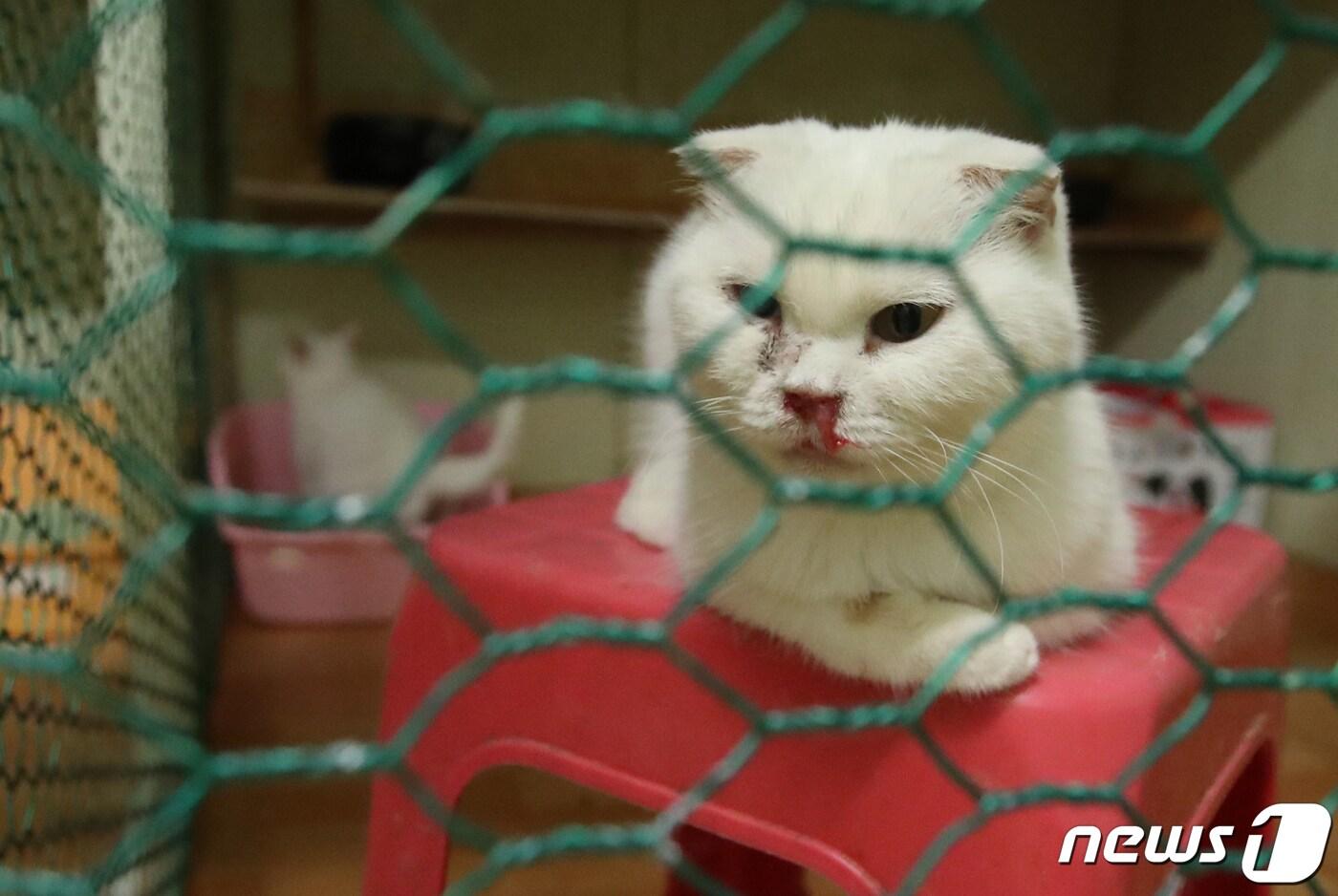 28일 오전 경남 김해의 한 농장 2곳에서 고양이 110여 마리를 불법사육해온 60대가 관계당국에 의해 적발됐다. 사진은 불법사육농장 내부. 2020.5.28/뉴스1 ⓒ News1 여주연 기자