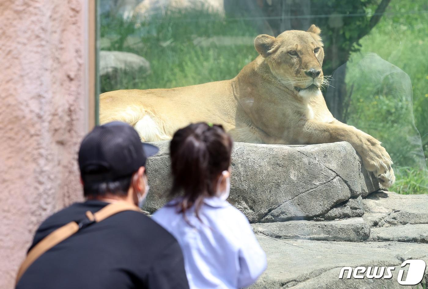 황금연휴 나흘째인 3일 오후 서울 광진구 어린이대공원을 찾은 시민들이 동물원을 관람하고 있다. 2020.5.3/뉴스1 ⓒ News1 김진환 기자