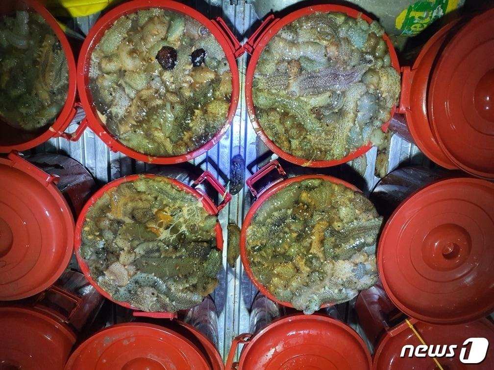 본문 이미지 - 군산해경에 압수된 해삼. /ⓒ 뉴스1