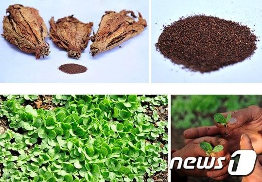 본문 이미지 - 지난달 26일 북한 매체 '조선의 오늘'은 북측 연구진들이 평안도 명품 담배인 '성천초'의 원종을 재배하는데 성공했다고 밝혔다.(조선의 오늘 갈무리)ⓒ 뉴스1