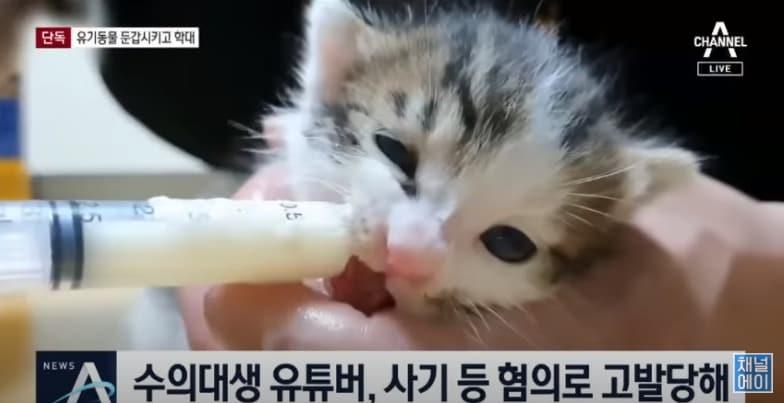 본문 이미지 - 7일 채널A '뉴스A'는 유명 유튜버 수의대생 A씨의 동물학대 의혹을 제기했다. 이 유튜브는 '갑수목장'으로 지목됐다. 사진 채널에이 화면 갈무리 ⓒ 뉴스1