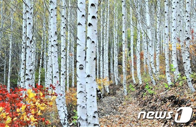 본문 이미지 - 경북 영양군이 철도를 활용한 산림관광 활성화 사업인 ‘경북의 숲 기차여행’ 상품을 본격 운영한다.(산림청 제공)2020.6.10 ⓒ 뉴스1
