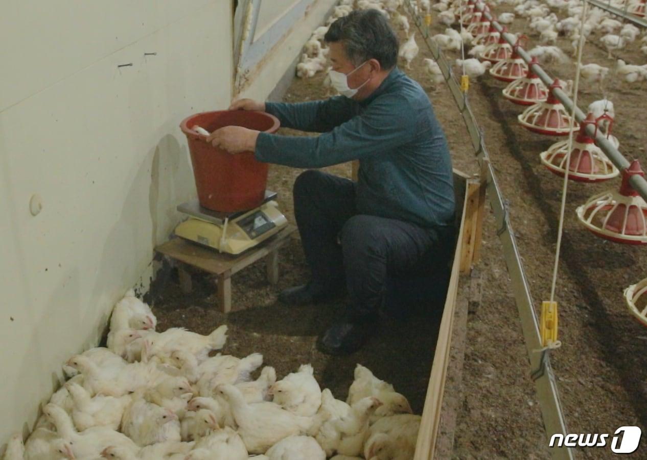 본문 이미지 - 육계농장에서 닭 무게를 측정하는 모습. (농림축산식품부 제공) ⓒ 뉴스1