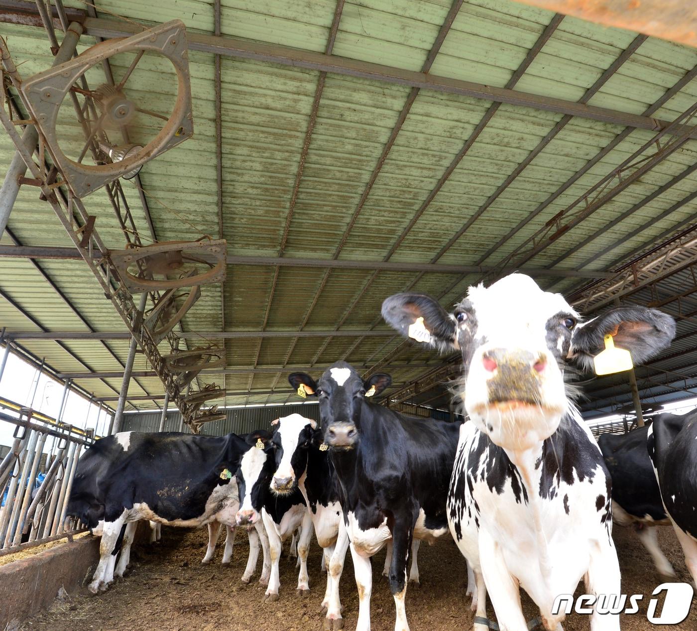 본문 이미지 - 농촌진흥청이 23일 여름철 젖소의 (반추)되새김질 시간 감소에 따른 우유 생산성 차이를 확인하고, 고온스트레스로 젖소의 반추시간이 줄어들지 않도록 관리해 줄 것을 당부했다. 사진은 젖소 농장 /뉴스1 DB