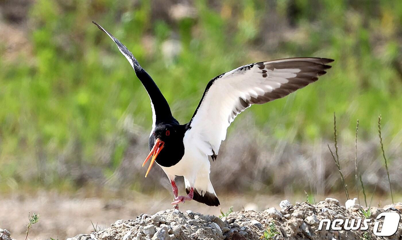 멸종위기야생생물 Ⅱ급이자 천연기념물 제326호로 지정돼 있는 검은머리물떼새.. /뉴스1 DB ⓒ News1 정진욱 기자