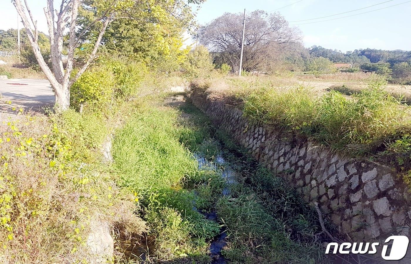 증평읍 용강리 석현소하천.(증평군 제공)ⓒ 뉴스1