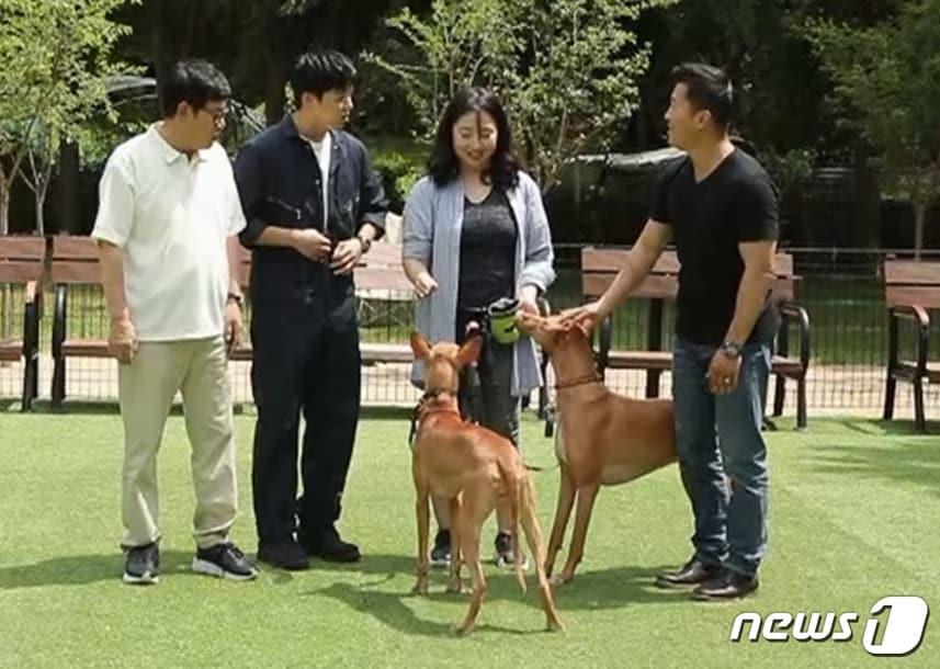 본문 이미지 - KBS '개는 훌륭하다' 방송 장면. ⓒ 뉴스1