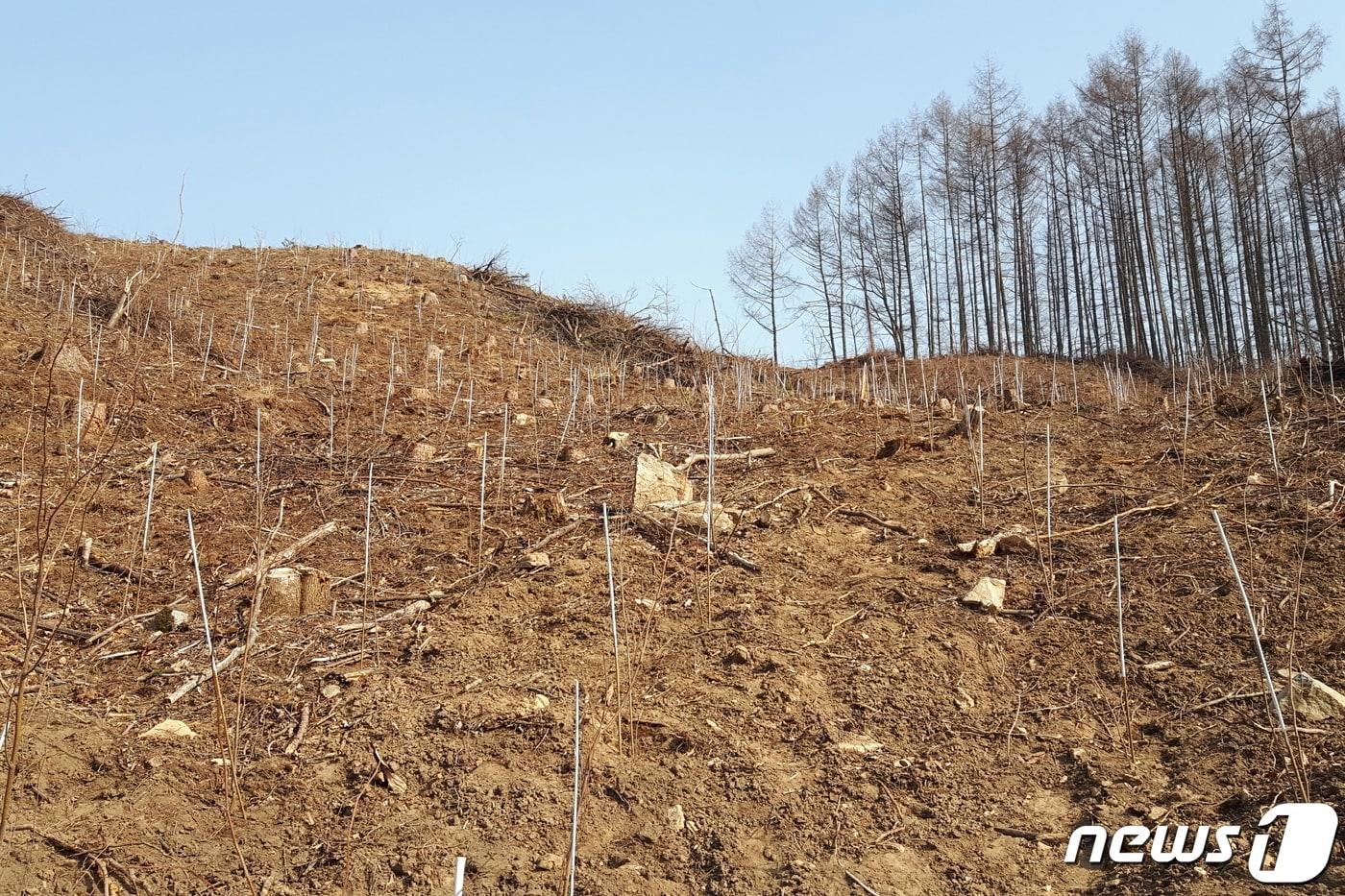 본문 이미지 - 전북 무주군이 봄철 나무심기 사업을 마무리했다.(무주군제공)2020.6.2 /뉴스1