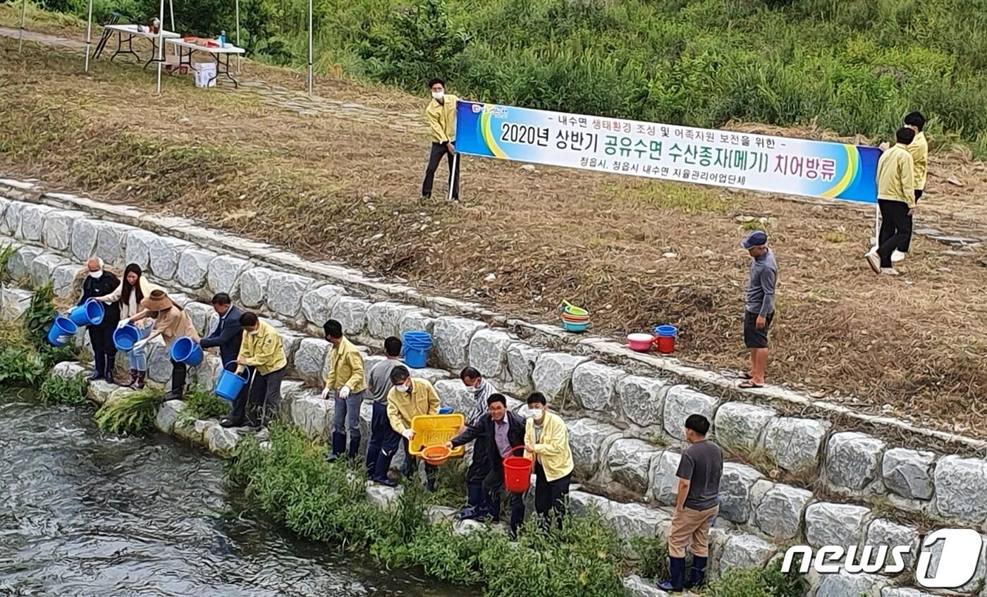 본문 이미지 - 전북 정읍시는 사라져 가는 토종어류의 자원 확충과 보전을 위해 2일 동진강 수계 주요 지방하천인 정읍천과 칠보천, 원평천에 메기 치어 50만 마리를 방류했다. /ⓒ 뉴스1