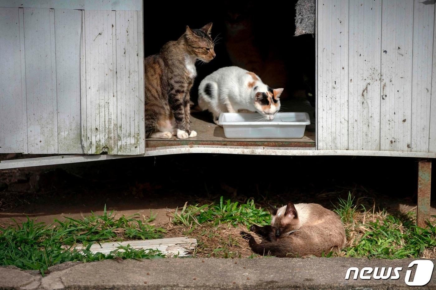 (기사와 상관없는 자료사진) 고양이 ⓒ AFP=뉴스1
