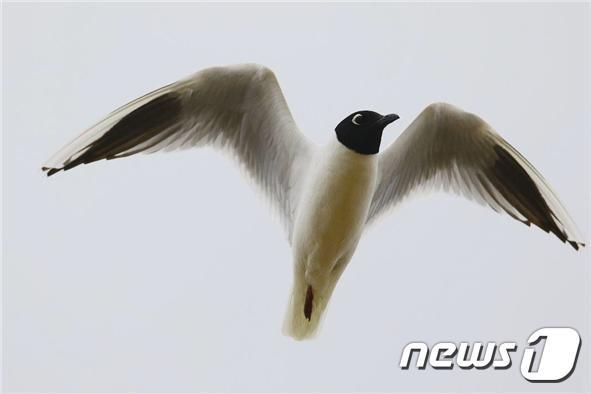 본문 이미지 - 검은머리갈매기.(새만금시민생태조사단 제공)2020.6.26ⓒ 뉴스1
