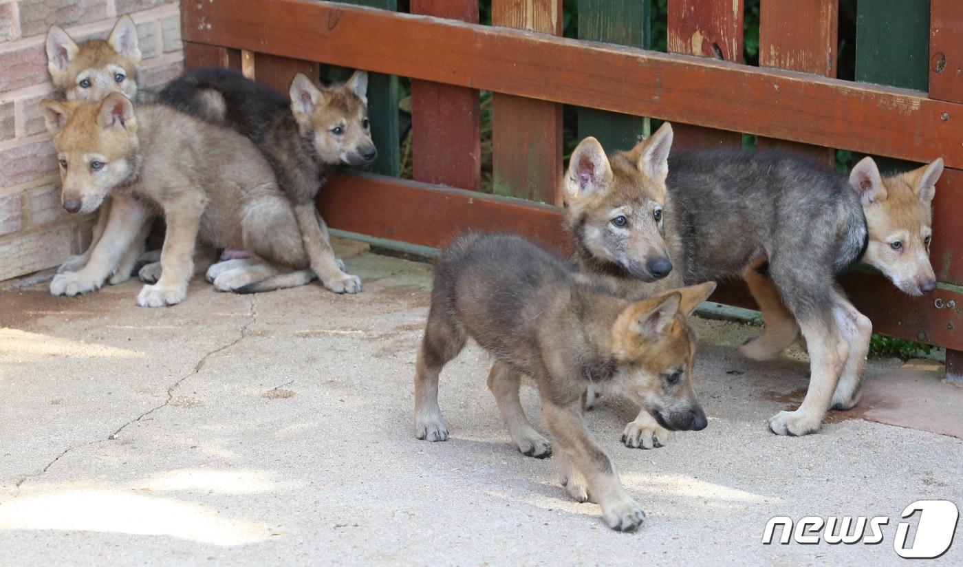 본문 이미지 - 대전 오월드에서 태어난 한국늑대 새끼들 2020.6.3 ⓒ 뉴스1 김기태 기자