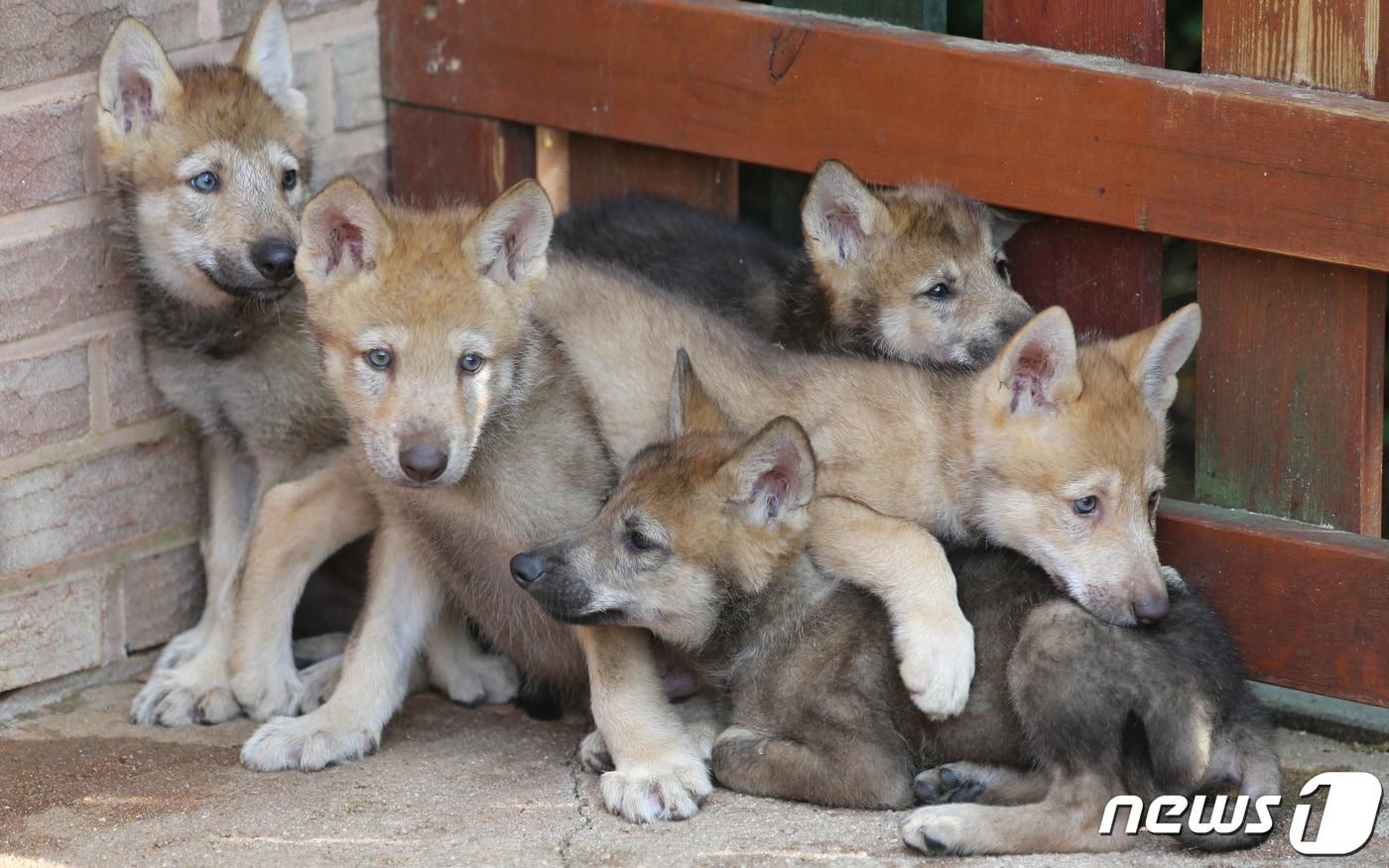 본문 이미지 - 대전 오월드에서 태어난 늑대 새끼들. 2020.6.3 ⓒ 뉴스1 김기태 기자