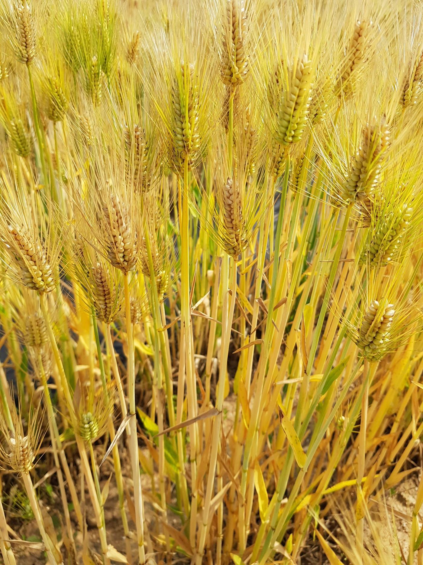 본문 이미지 - 농촌진흥청이 개발한 쌀보리 품종 '누리찰'. (사진=농촌진흥청) ⓒ 뉴스1