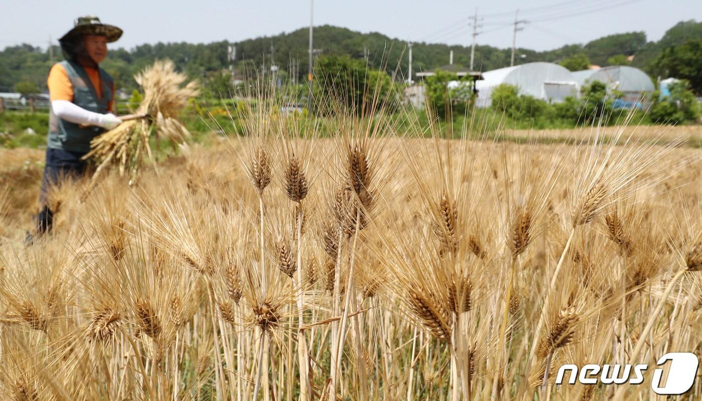 본문 이미지 - 보리 타작하는 날로 알려진 절기상 망종(芒種)인 지난달 4일 오전 대전 대덕구 장동 보리밭에서 농민이 보리를 수확하고 있다. 2020.6.4/뉴스1 ⓒ News1 김기태 기자