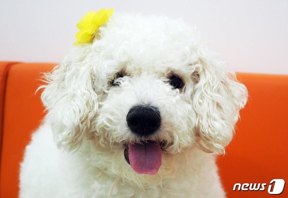 본문 이미지 - 서울동물복지지원센터에서 보호 중인 비숑 프리제 강아지 ⓒ 뉴스1