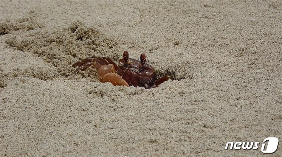 본문 이미지 - 달랑게. (사진=국립공원공단) ⓒ 뉴스1