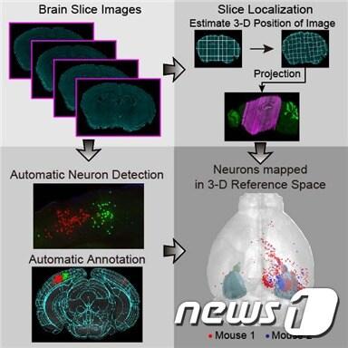 본문 이미지 - 뇌 절편 데이터의 위치 정보를 계산하고 형태를 보정해 표준화된 3차원 지도의 정확한 위치에 투영하는 기술 모식도(KAIST 제공)ⓒ 뉴스1