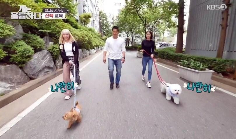 본문 이미지 - 사진 KBS '개는 훌륭하다' 방송 ⓒ 뉴스1